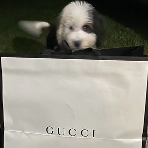 Meet your Posher, Rose